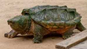 Značilnosti pomembne dejavnosti porupnih želv